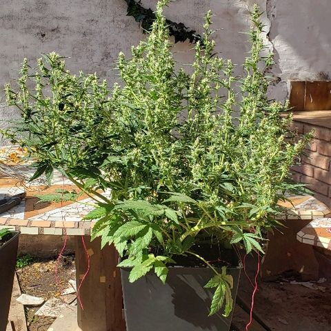 London Cheese XXL Auto growlog timeline photo