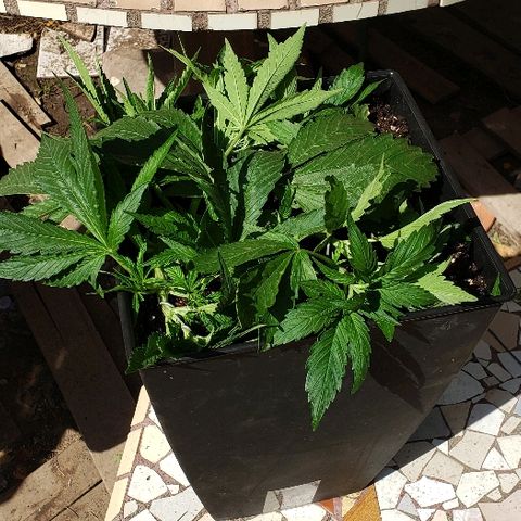 Moby-D XXL Auto growlog timeline photo