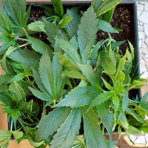 Moby-D XXL Auto growlog timeline photo