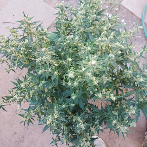 London Cheese XXL Auto growlog timeline photo
