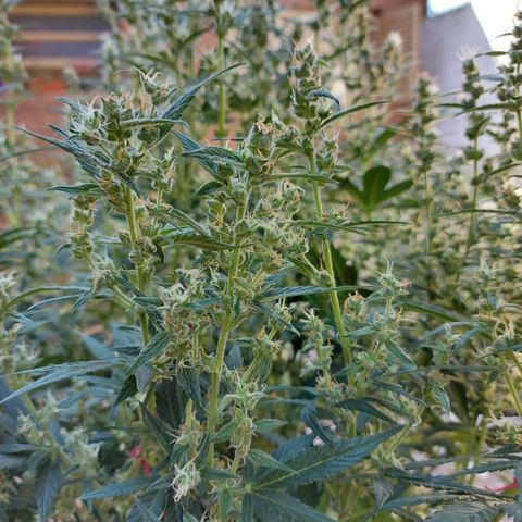 London Cheese XXL Auto growlog timeline photo