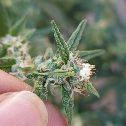 London Cheese XXL Auto growlog timeline photo