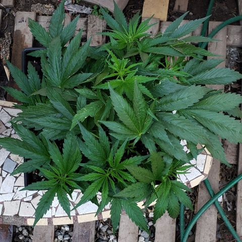 Moby-D XXL Auto growlog timeline photo