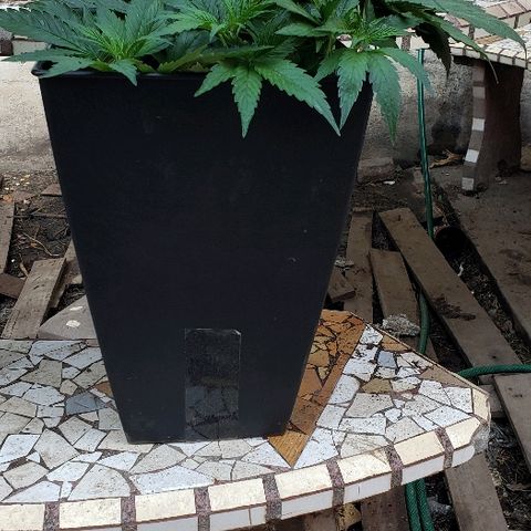 Moby-D XXL Auto growlog timeline photo
