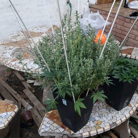 London Cheese XXL Auto growlog timeline photo