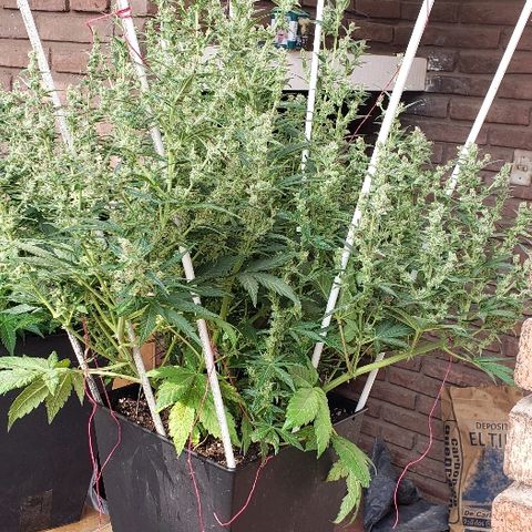 London Cheese XXL Auto growlog timeline photo