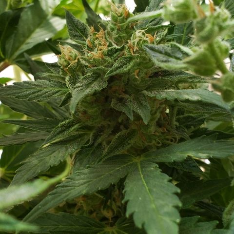 London Cheese XXL Auto growlog timeline photo