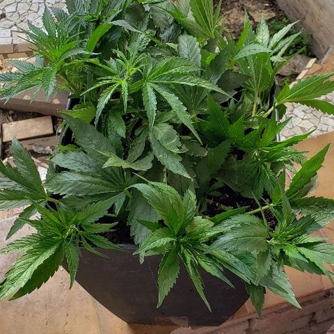 Moby-D XXL Auto growlog timeline photo