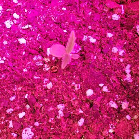 Northern xxl Auto growlog timeline photo