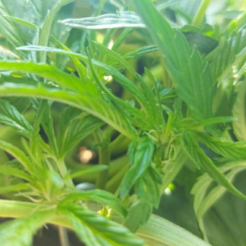 Moby-D XXL Auto growlog timeline photo