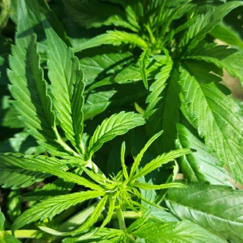 Moby-D XXL Auto growlog timeline photo