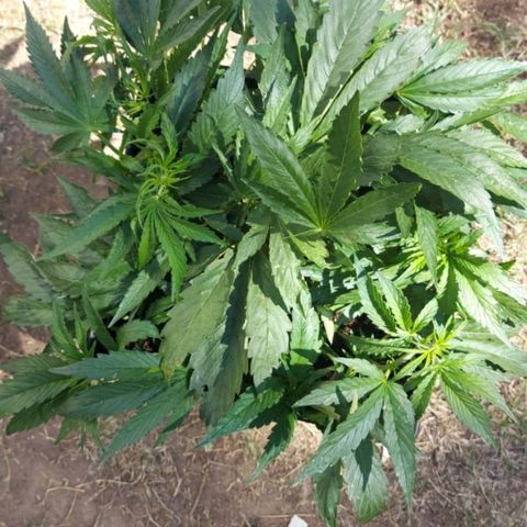 Moby-D XXL Auto growlog timeline photo