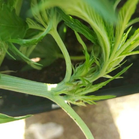 Moby-D XXL Auto growlog timeline photo