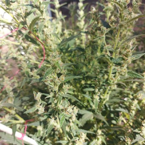 London Cheese XXL Auto growlog timeline photo