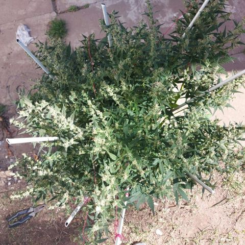 London Cheese XXL Auto growlog timeline photo