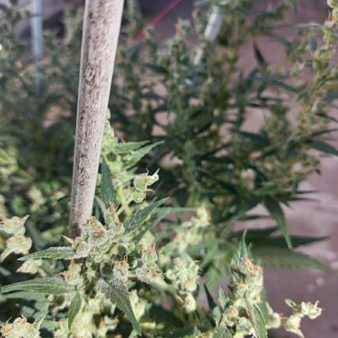 London Cheese XXL Auto growlog timeline photo