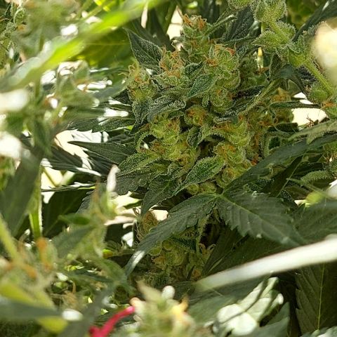 London Cheese XXL Auto growlog timeline photo