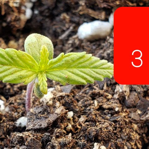 Northern xxl Auto growlog timeline photo