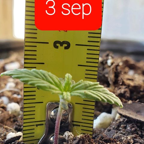 Northern xxl Auto growlog timeline photo