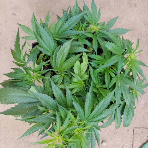 Moby-D XXL Auto growlog timeline photo