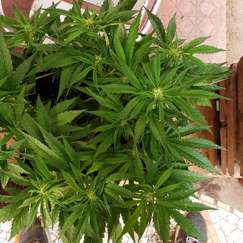 Moby-D XXL Auto growlog timeline photo