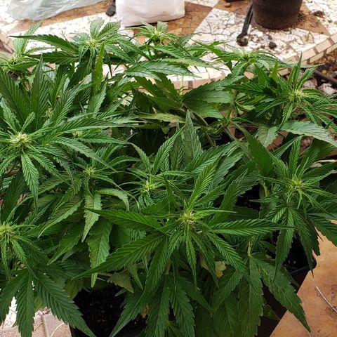 Moby-D XXL Auto growlog timeline photo