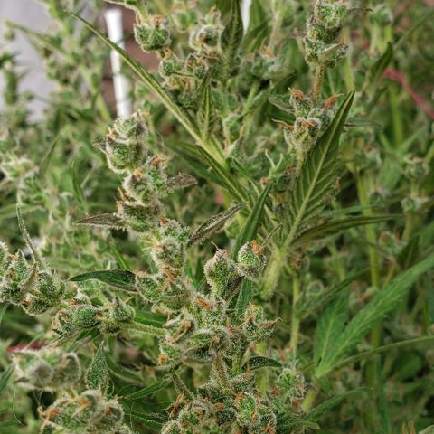 London Cheese XXL Auto growlog timeline photo