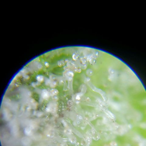 London Cheese XXL Auto growlog timeline photo