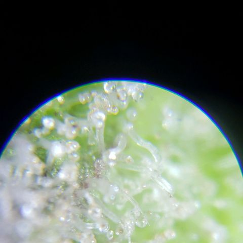 London Cheese XXL Auto growlog timeline photo