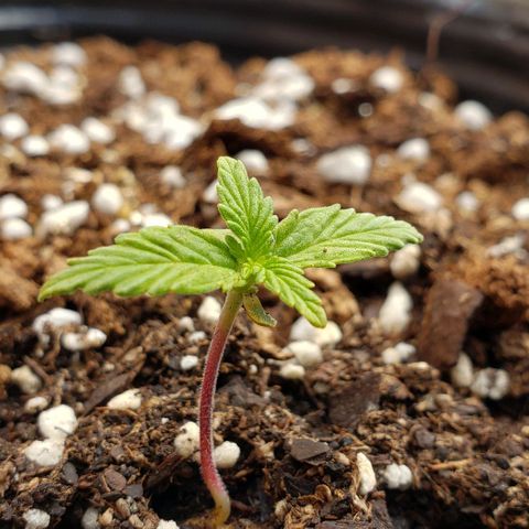 Northern xxl Auto growlog timeline photo