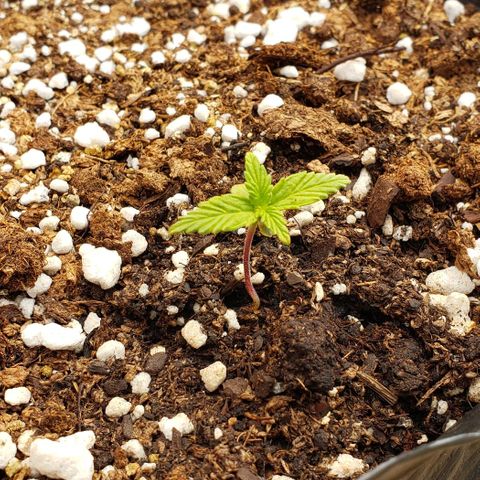 Northern xxl Auto growlog timeline photo