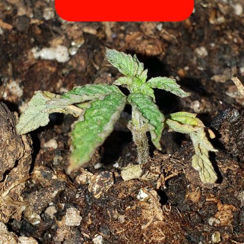 Northern xxl Auto growlog timeline photo