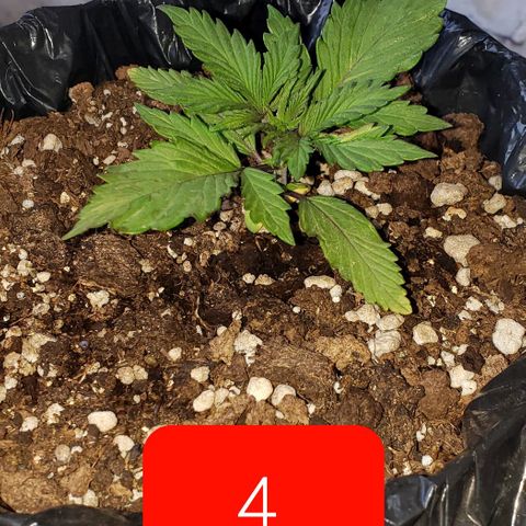 Northern xxl Auto growlog timeline photo