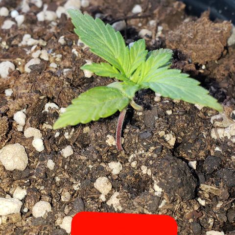 Northern xxl Auto growlog timeline photo