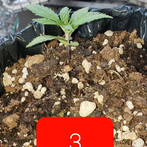 Northern xxl Auto growlog timeline photo