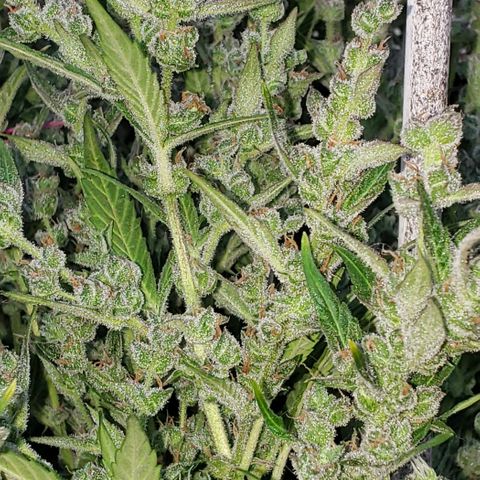 London Cheese XXL Auto growlog timeline photo