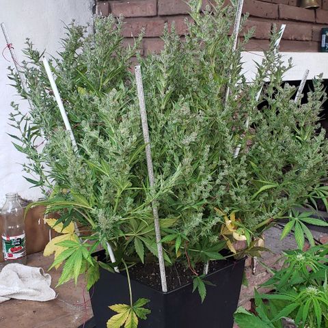 London Cheese XXL Auto growlog timeline photo