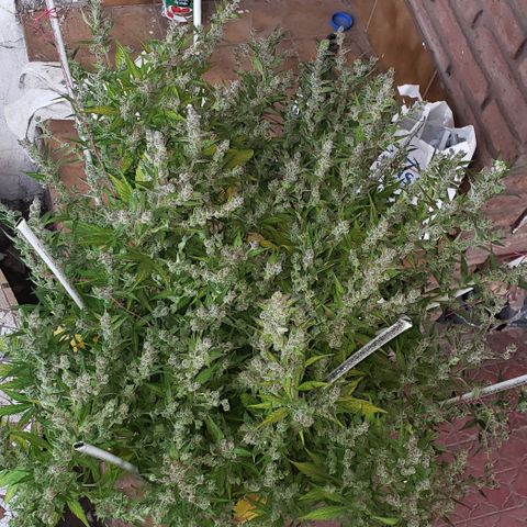 London Cheese XXL Auto growlog timeline photo