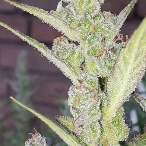 London Cheese XXL Auto growlog timeline photo