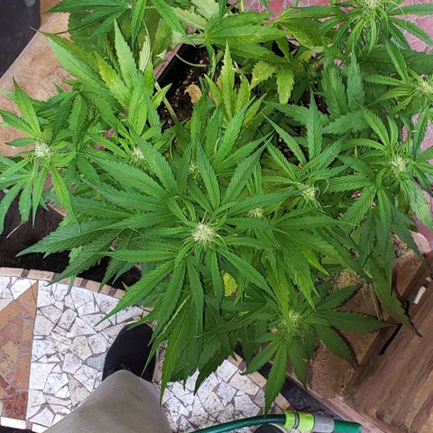Moby-D XXL Auto growlog timeline photo