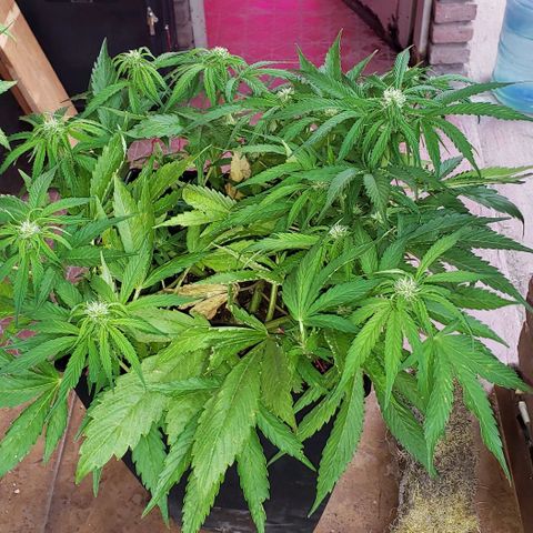 Moby-D XXL Auto growlog timeline photo