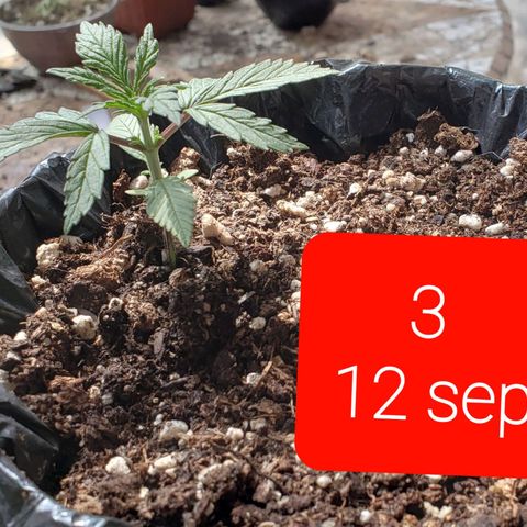 Northern xxl Auto growlog timeline photo