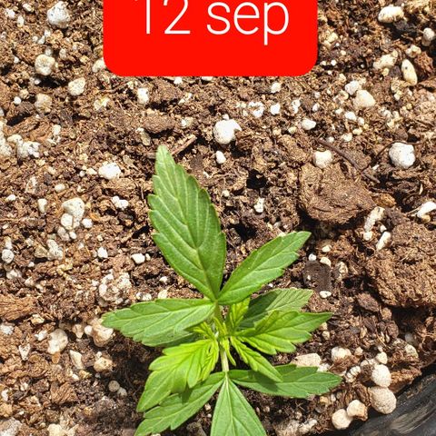 Northern xxl Auto growlog timeline photo