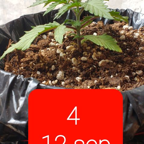 Northern xxl Auto growlog timeline photo