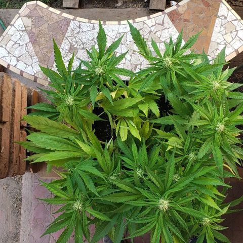 Moby-D XXL Auto growlog timeline photo