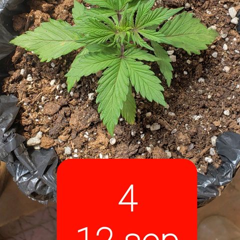 Northern xxl Auto growlog timeline photo