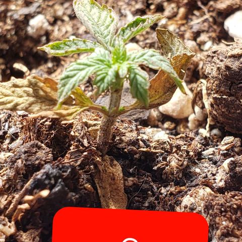 Northern xxl Auto growlog timeline photo