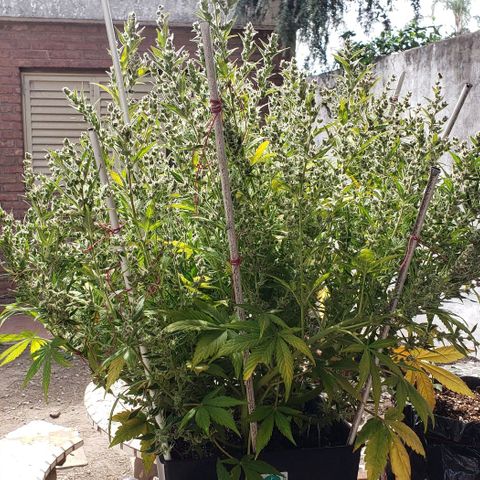 London Cheese XXL Auto growlog timeline photo