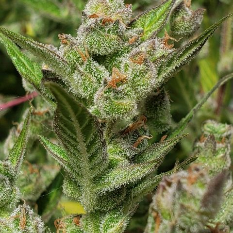London Cheese XXL Auto growlog timeline photo