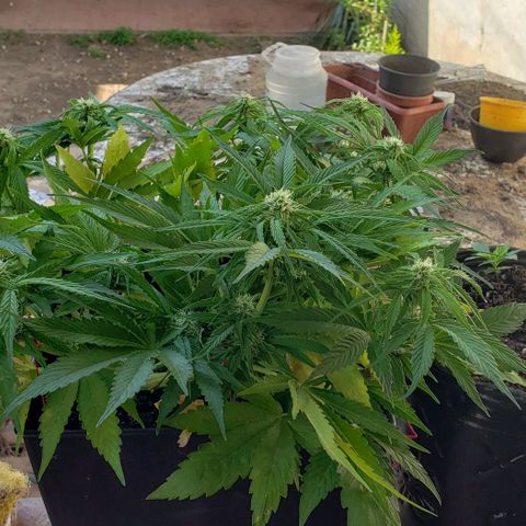 Moby-D XXL Auto growlog timeline photo